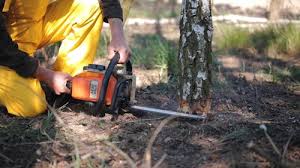 Tree and Shrub Care in Carrizo Hill, TX